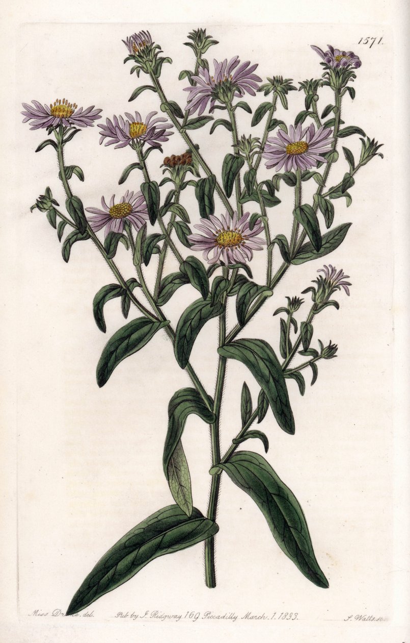 Virginia Aster or Harvester - Plate gravert av S.Watts, fra en illustrasjon av Sarah Anne Drake (1803-1857), fra Botanical Register of Sydenham Edwards (1768-1819), England av Sydenham Teast Edwards