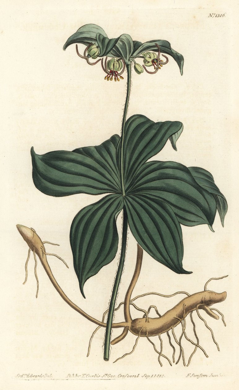 Virginia Medeole eller villagurk - Indisk agurk, Medeola virginiana. Håndfarget kobberstikkgravering av F. Sansom Jr. etter en illustrasjon av Sydenham Edwards fra William Curtis 