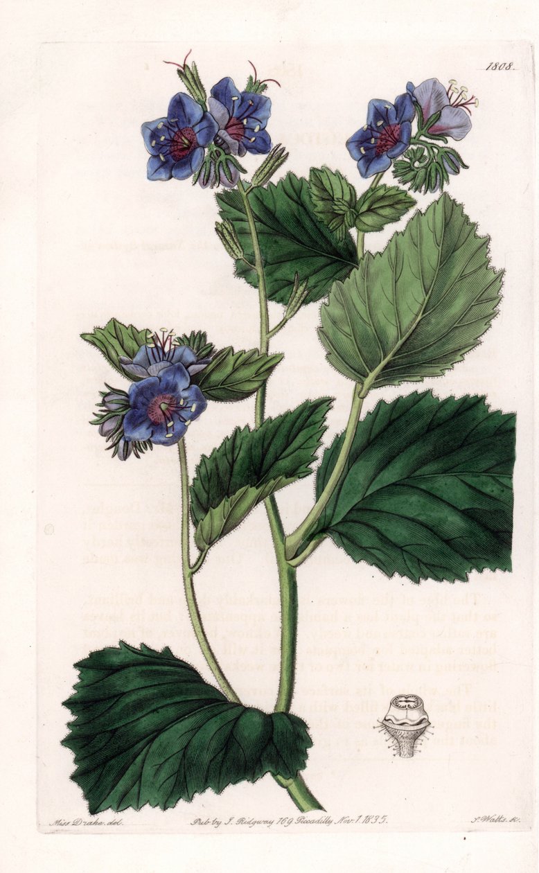 Viscous Phacelia - Plate gravert av S.Watts, fra en illustrasjon av Sarah Anne Drake (1803-1857), fra Botanical Register of Sydenham Edwards (1768-1819), England av Sydenham Teast Edwards