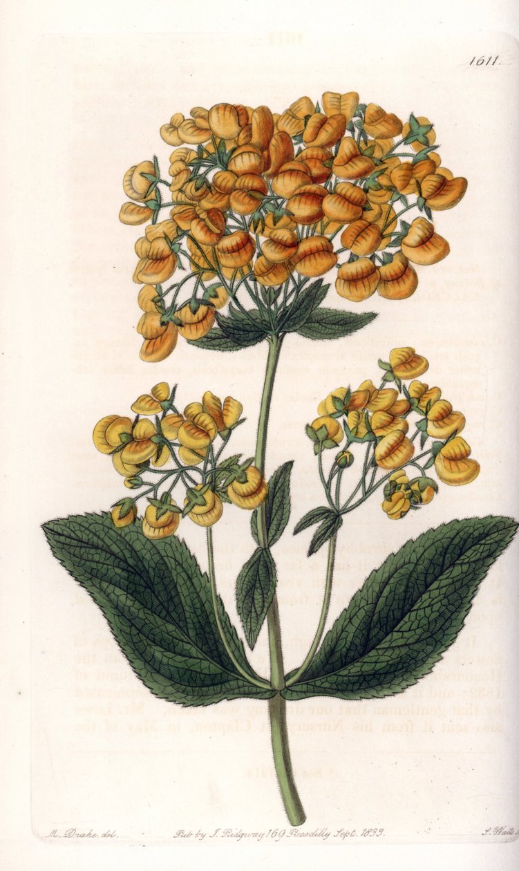 Viskøs calceolar (eller liten tøffel) - Gravert bord av S.Watts, fra en illustrasjon av Sarah Anne Drake (1803-1857), fra Botanical Register of Sydenham Edwards (1768-1819), England av Sydenham Teast Edwards