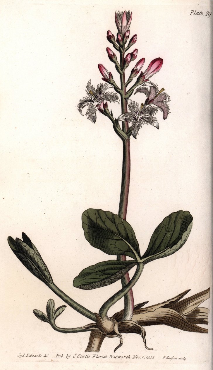 Vann trefle eller menyanthe vann trefle. Farget kobberstikk, illustrasjon av Sydenham Edwards (1768-1819) for Conferences of Botanical, Botanical Garden of Lambeth (England) av Sydenham Teast Edwards