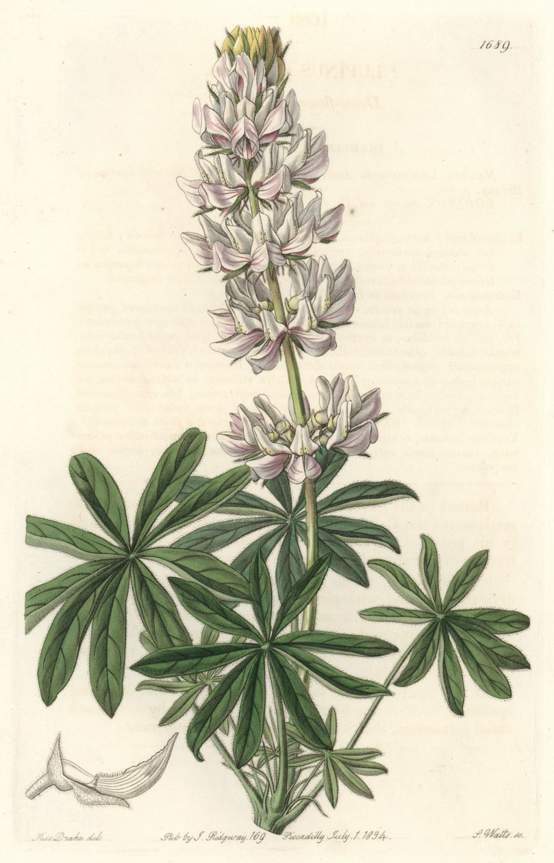 Hvitblomstret lupin (Lupinus microcarpus), hjemmehørende i California - S. Watts sterkt vann fra en illustrasjon av Sarah Anne Drake (1803-1857), fra Botanical Register av Sydenham Teast Edwards