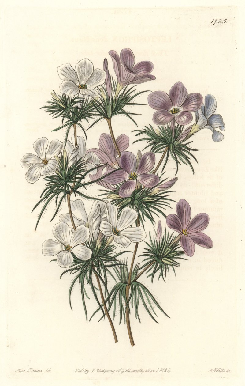 White and Purple Leptosiphon - Strong Water av S. Watts fra en illustrasjon av Sarah Anne Drake (1803-1857), fra Botanical Register av Sydenham Teast Edwards