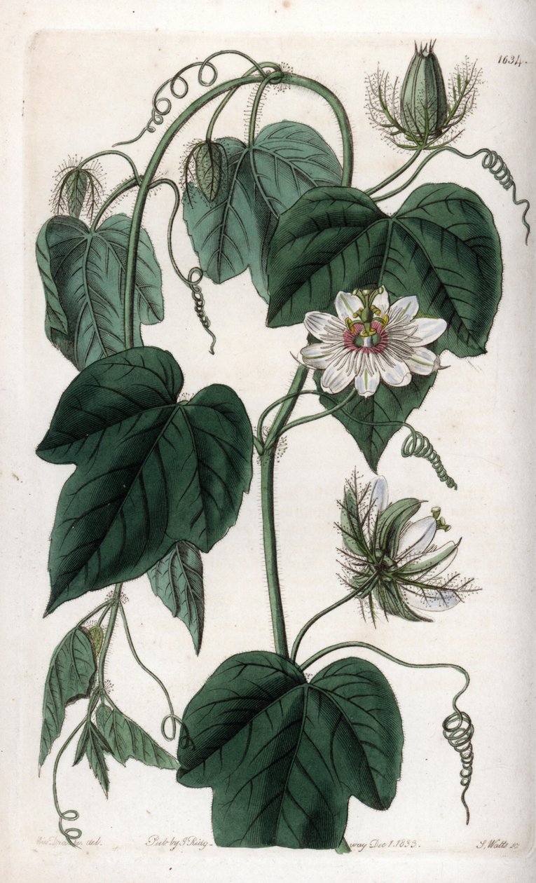 White flower passionflower - Gravert tavle av S.Watts, fra en illustrasjon av Sarah Anne Drake (1803-1857), fra Botanical Register of Sydenham Edwards (1768-1819), England av Sydenham Teast Edwards