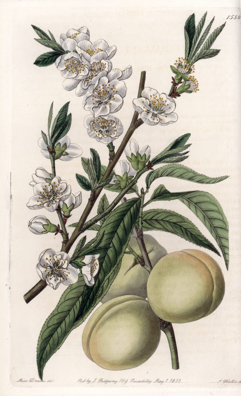 White Pecher - Plate gravert av S.Watts, fra en illustrasjon av Sarah Anne Drake (1803-1857), fra Botanical Register of Sydenham Edwards (1768-1819), England av Sydenham Teast Edwards