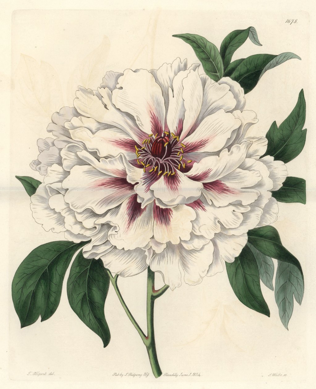 White shrub peony - Sterkt vann av S. Watts fra en illustrasjon av Thomas Allport (1804-1879), fra Botanical Register av Sydenham Teast Edwards