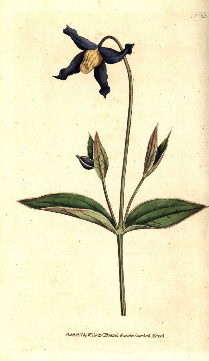 Helbladsklematitt - helbladet klematis eller jomfrusløver, Clematis integrifolia. Håndfarget kobberstikk etter en botanisk illustrasjon fra William Curtis' The Botanical Magazine, Lambeth Marsh, London av Sydenham Teast Edwards