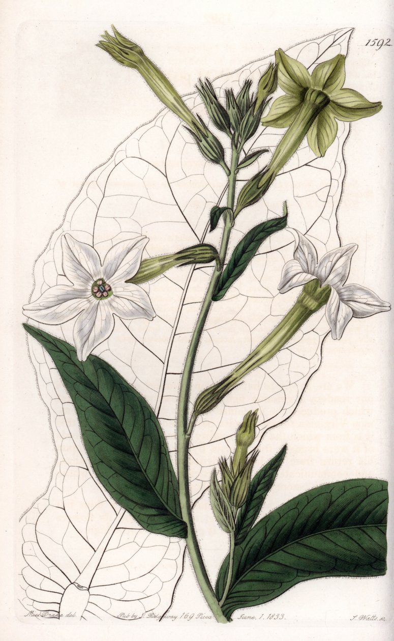 Vingetobakk eller prydtobakk - Plate gravert av S.Watts, fra en illustrasjon av Sarah Anne Drake (1803-1857), fra Botanical Register of Sydenham Edwards (1768-1819), England av Sydenham Teast Edwards