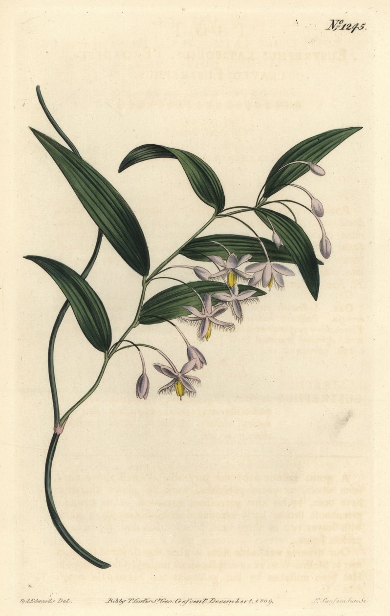 Wombatbær, eller bredbladet eustrephus, Eustrephus latifolius. Håndfarget kobberstikkgravering av F. Sansom Jr. etter en illustrasjon av Sydenham Edwards fra William Curtis 