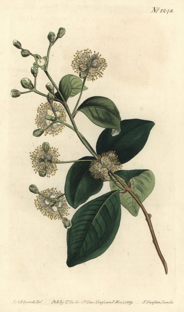 Wood pele - Twinberry, Myrcianthes fragrans (Sweet -scented eugenia, Eugenia fragrans). Håndfarget kobberstikkgravering av F. Sansom Jr. etter en illustrasjon av Sydenham Edwards fra William Curtis 