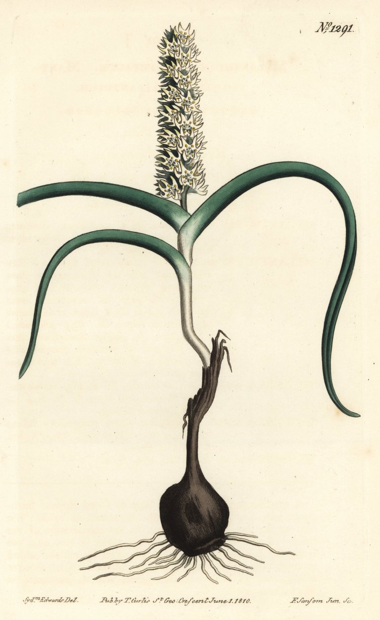 Wurmbea monopetala (mangeblomstret melanthium, Melanthium monopetalum). Håndfarget kobberstikk av F. Sansom Jr. etter en illustrasjon av Sydenham Edwards fra William Curtis' Botanical Magazine, T. Curtis, London av Sydenham Teast Edwards