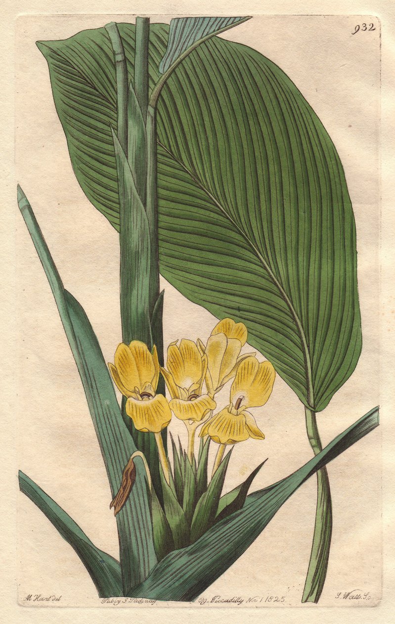 Gulblomstret calathea, hjemmehørende i Brasil - S. Watts sterkt vann fra en illustrasjon av M. Mart, fra det botaniske registeret av Sydenham Teast Edwards