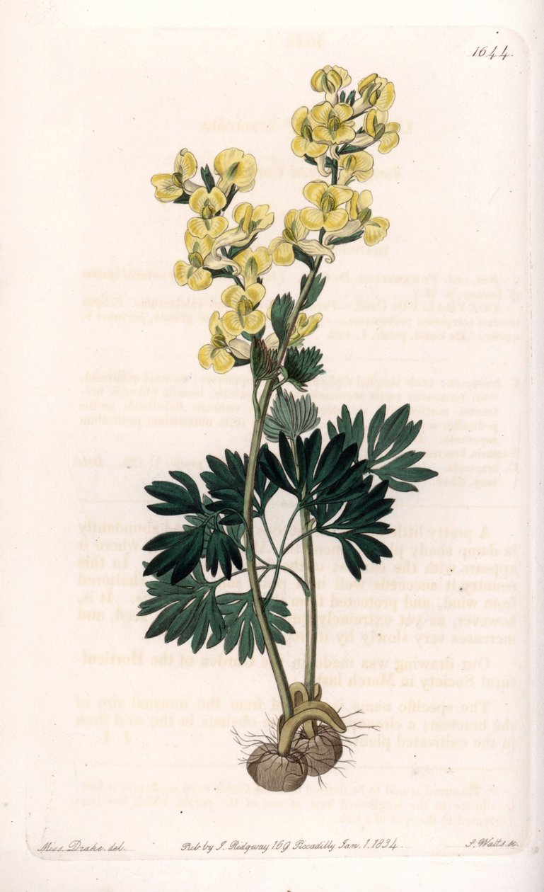 Gulblomstret corydale variete - Gravert av S.Watts, fra en illustrasjon av Sarah Anne Drake (1803-1857), fra Botanical Register of Sydenham Edwards (1768-1819), England av Sydenham Teast Edwards