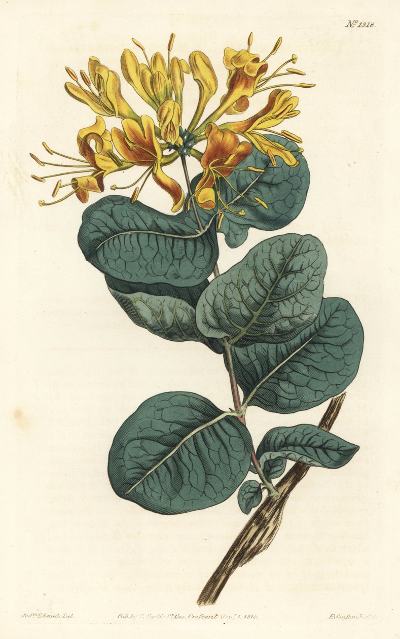 Gulblomstret trebink, Lonicera flava. Håndfarget kobberstikk av F. Sansom Jr. etter en illustrasjon av Sydenham Edwards fra William Curtis' Botanical Magazine, T. Curtis, London av Sydenham Teast Edwards