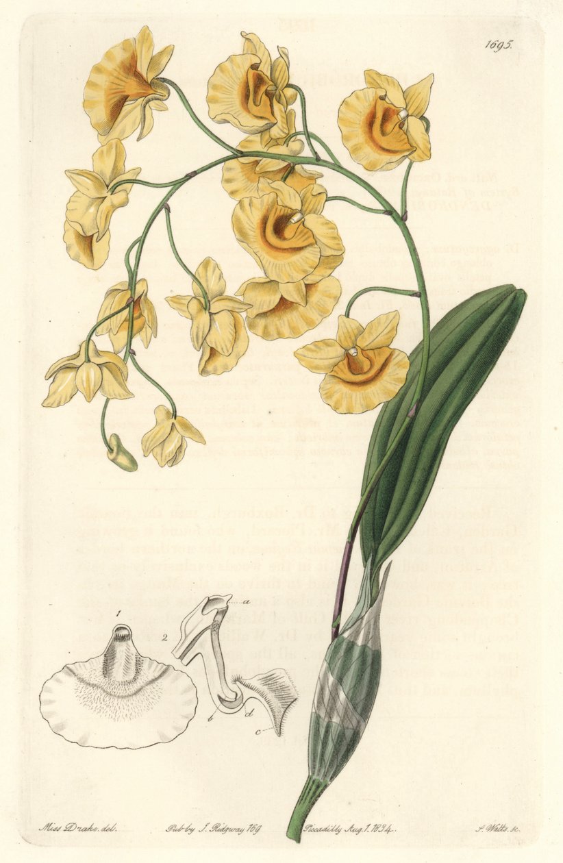Gul dendrobium-orkide, hjemmehørende i India - Strong water av S. Watts fra en illustrasjon av Sarah Anne Drake (1803-1857), fra Botanical Register av Sydenham Teast Edwards