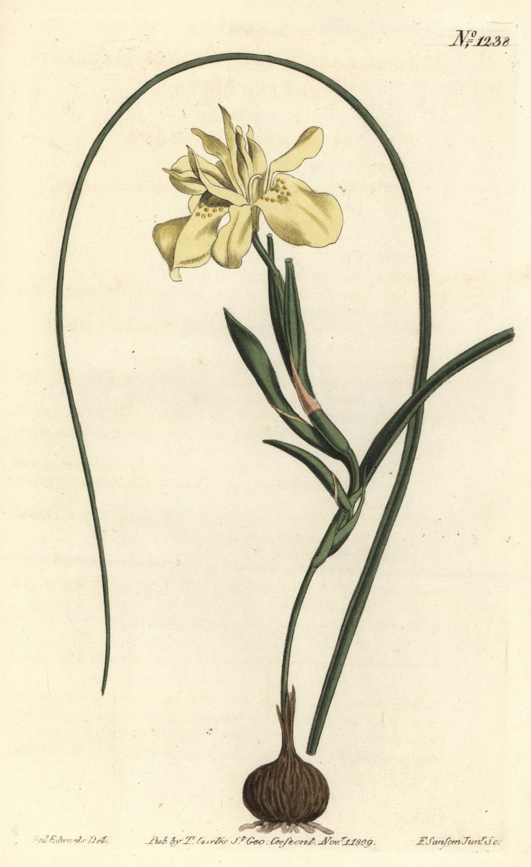 Gul eskulentrotet moraea, Moraea fugax (Moraea edulis). Håndfarget kobberstikk av F. Sansom Jr. etter en illustrasjon av Sydenham Edwards fra William Curtis' Botanical Magazine, T. Curtis, London av Sydenham Teast Edwards