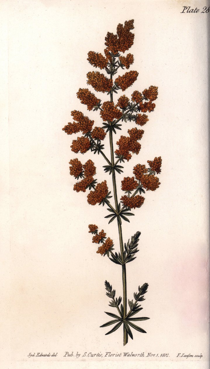 Gul gaillet eller gul melkevakt. Farget kobberstikk, illustrasjon av Sydenham Edwards (1768-1819) for Conferences of Botanical, Botanical Garden of Lambeth (England) av Sydenham Teast Edwards