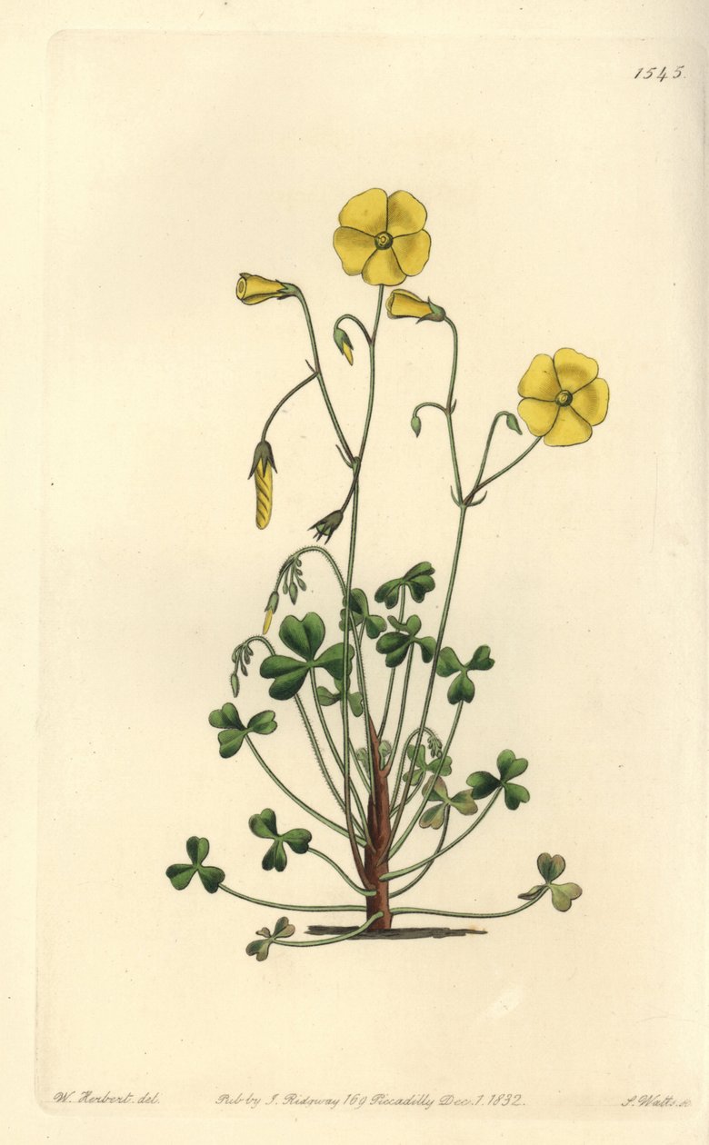 Gul skogsorrel, Oxalis micrantha (Cummings oxalis, Oxalis cummingii). Håndfarget kobberstikk av S. Watts etter en illustrasjon av William Herbert fra Sydenham Edwards