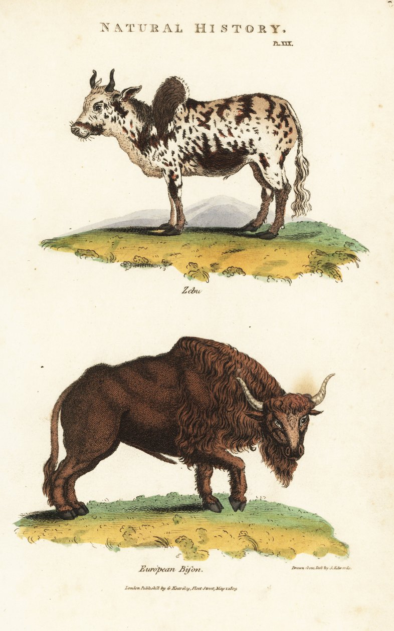 Zebu og bison - Zebu humped storfe, Bos indicus, og europeisk bison, Bison bonasus. Håndfarget kobberstikk etter Sydenham Edwards fra John Mason Goods Pantologia, a New Encyclopedia, G. Kearsley, London av Sydenham Teast Edwards
