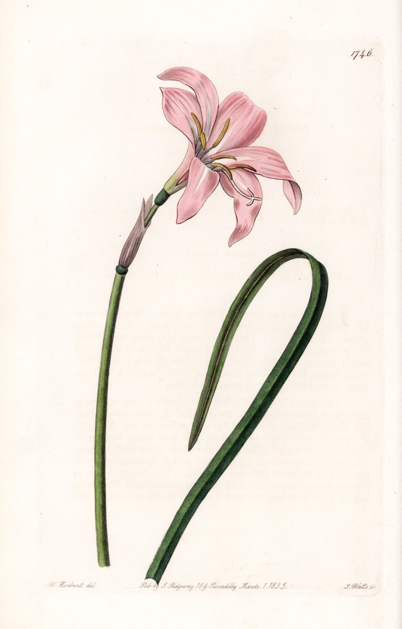 Zephyrantes hybrid variete - Plate gravert av S.Watts, fra en illustrasjon av Sarah Anne Drake (1803-1857), fra Botanical Register of Sydenham Edwards (1768-1819), England av Sydenham Teast Edwards