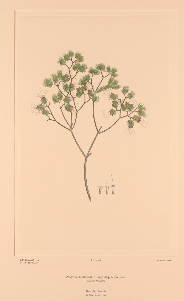 av Sydney (after) Parkinson