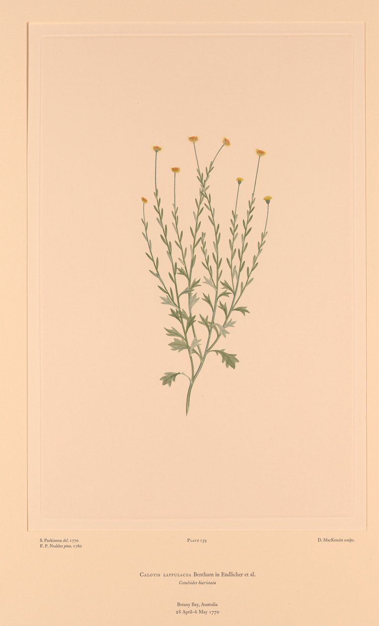  av Sydney (after) Parkinson