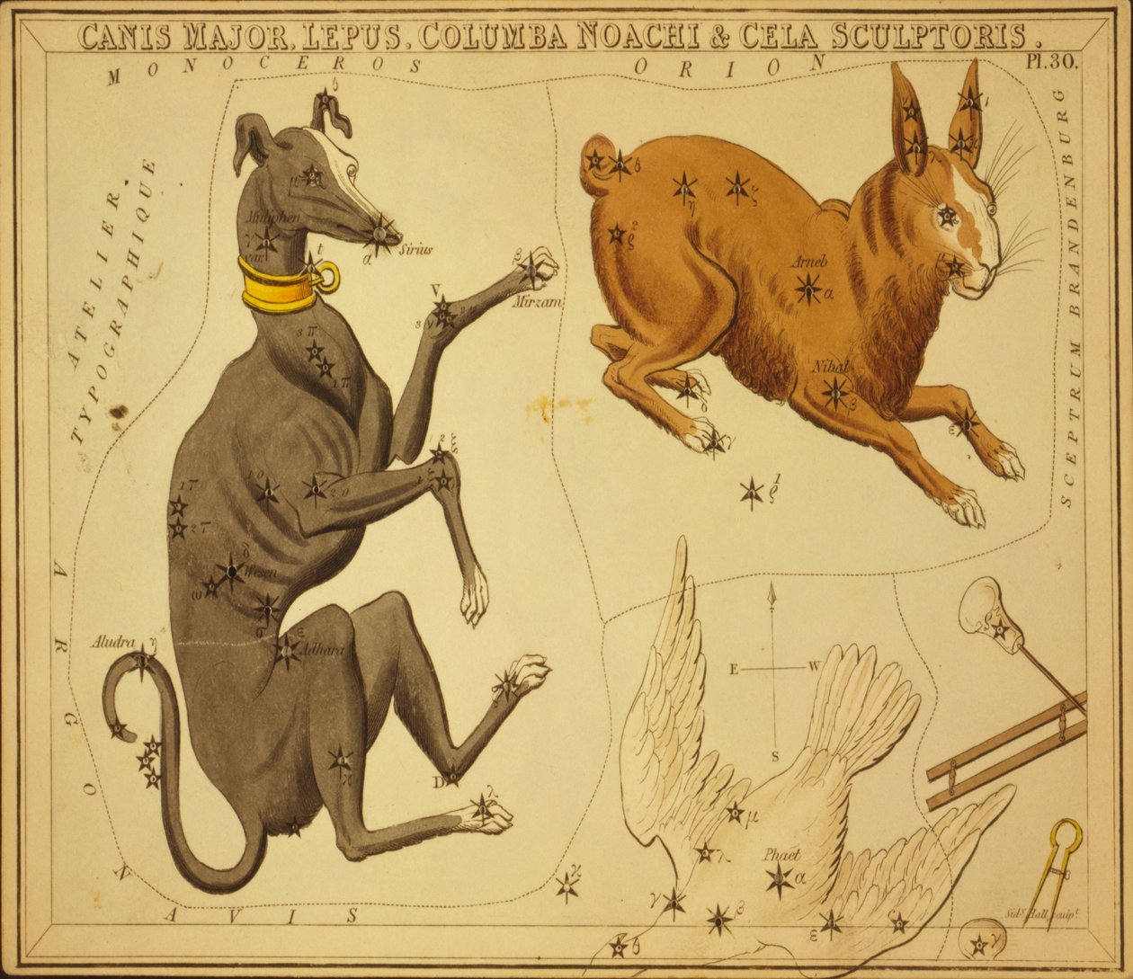 Canis Major, Rabbit, Columba Noah & Cela Sculptor, illustrasjon fra 