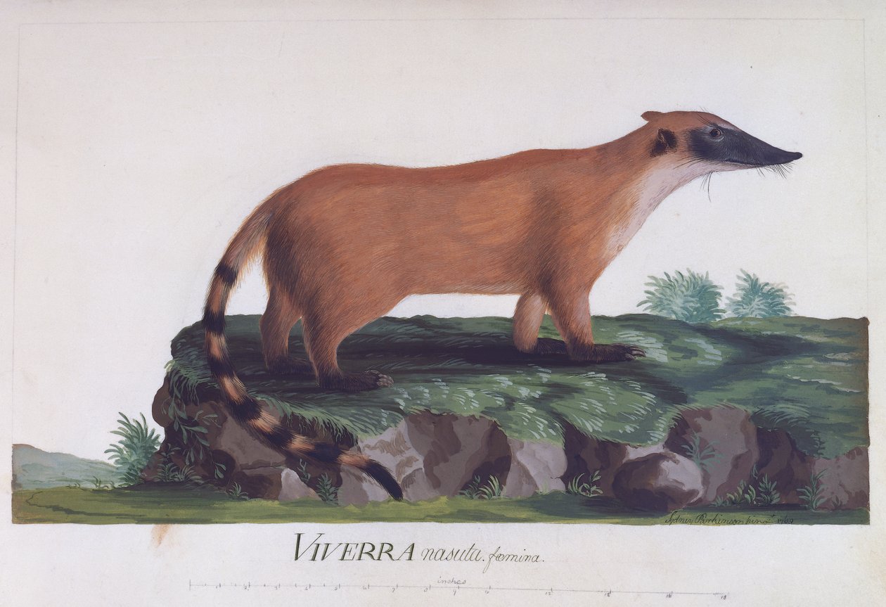 Kvinne av Viverra nasuta, farget gravering av Sidney Parkinson (ca 1745-1771) av Sydney Parkinson