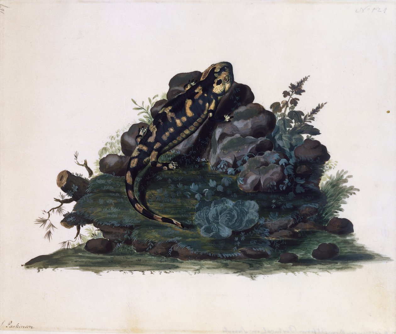 Salamander, akvarell av Sidney Parkinson (ca 1745-1771), Storbritannia av Sydney Parkinson