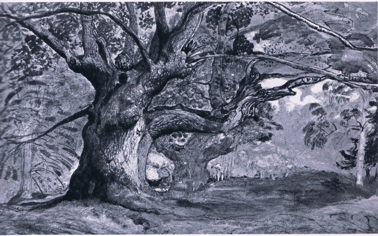 The Panshanger Oak, Hertfordshire, Nature in Britain utgitt av Collins, 1946 av T. Medland