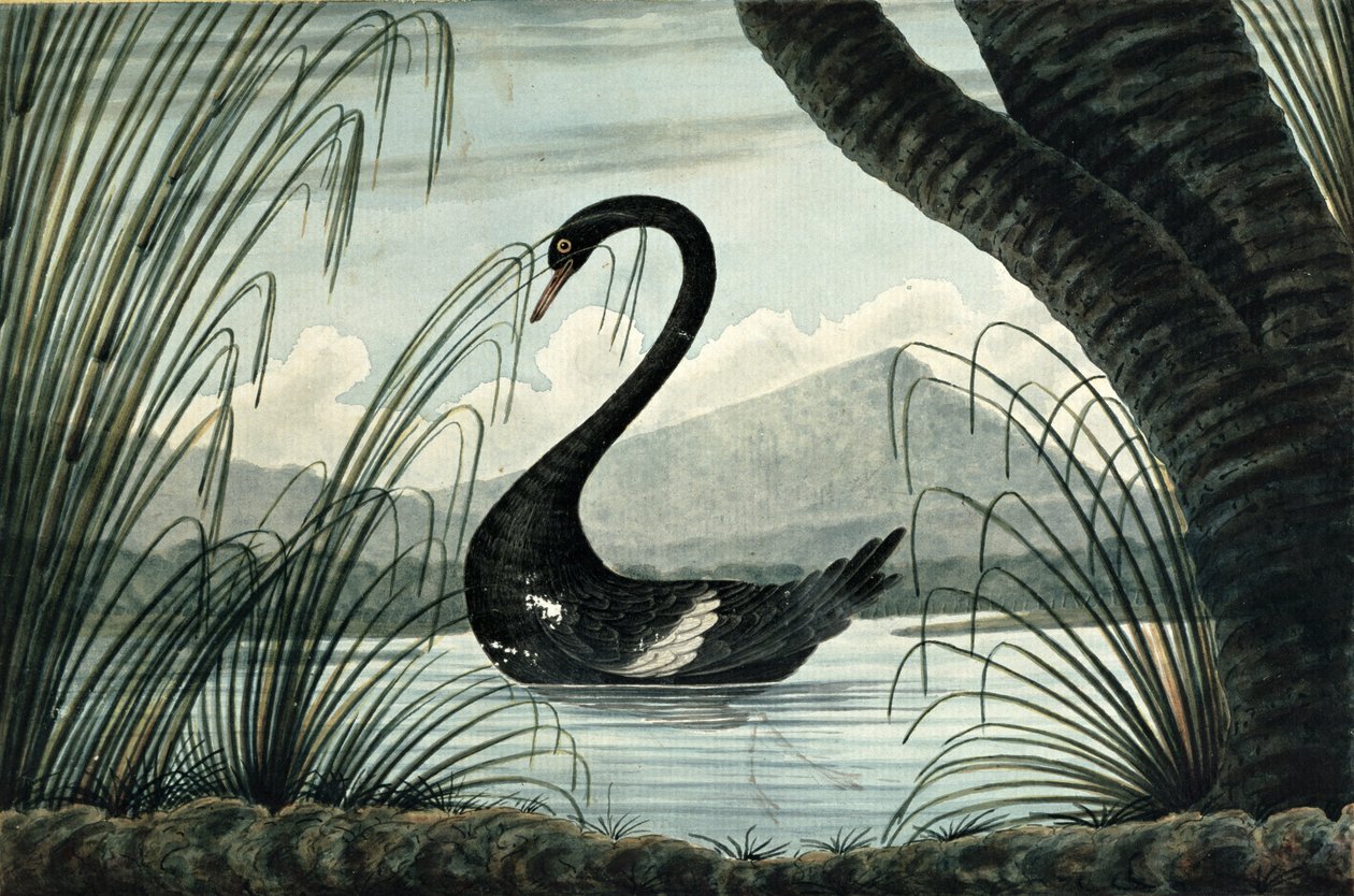 Den svarte svanen, 1813 av T.R. Browne
