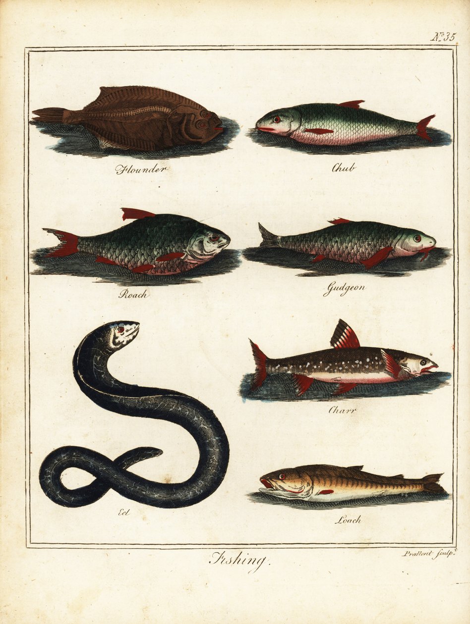 Fiske: flyndre, lubbe, mort, løkke, røye, ål, loach. 1792 (gravering) av T. Prattent