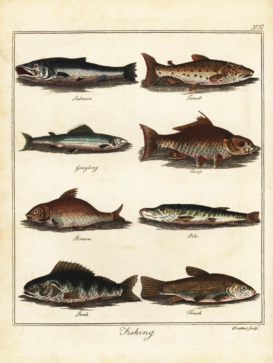Fiske: laks, ørret, harr, karpe, brasme, gjedde, abbor, tenc 1792 (gravering) av T. Prattent