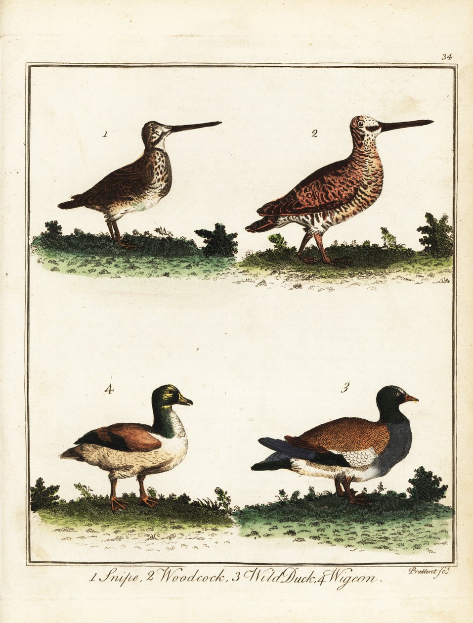 Spillefugler: Snipe, skogssneip, villand og svie. 1792 (gravering) av T. Prattent