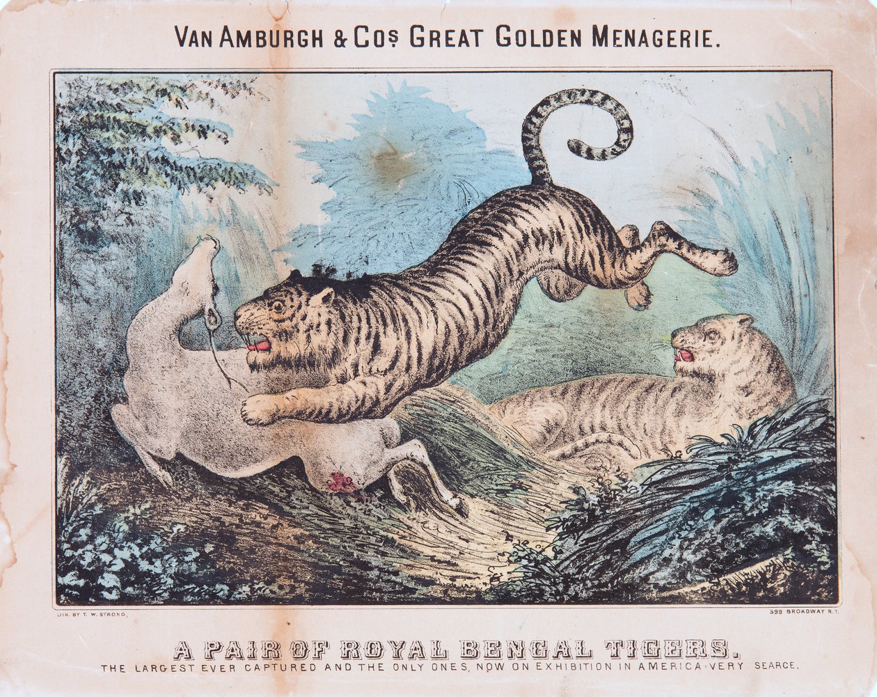 Et par kongelige bengalske tigre (wc på papir) av T. W. Strong