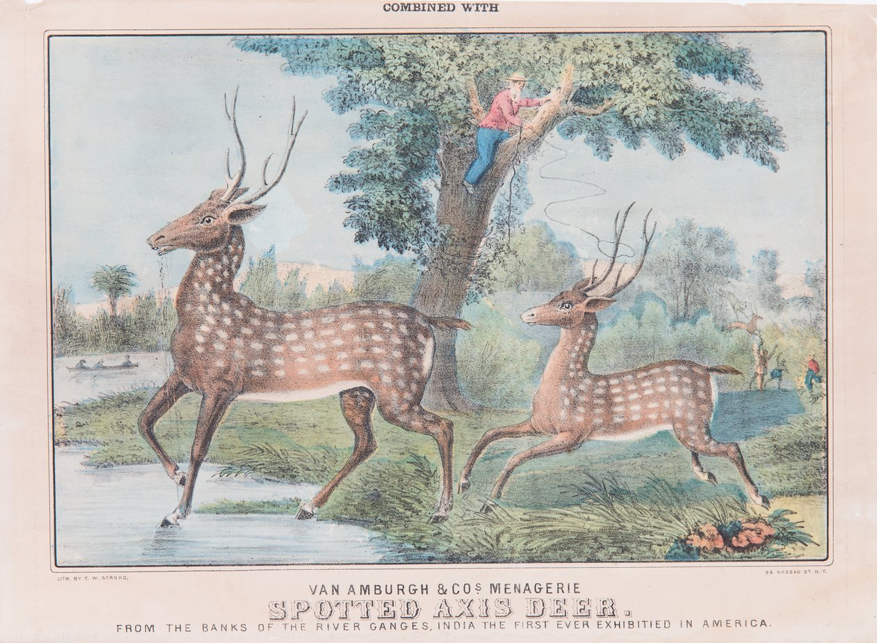 Spotted Axis Deer (wc på papir) av T. W. Strong