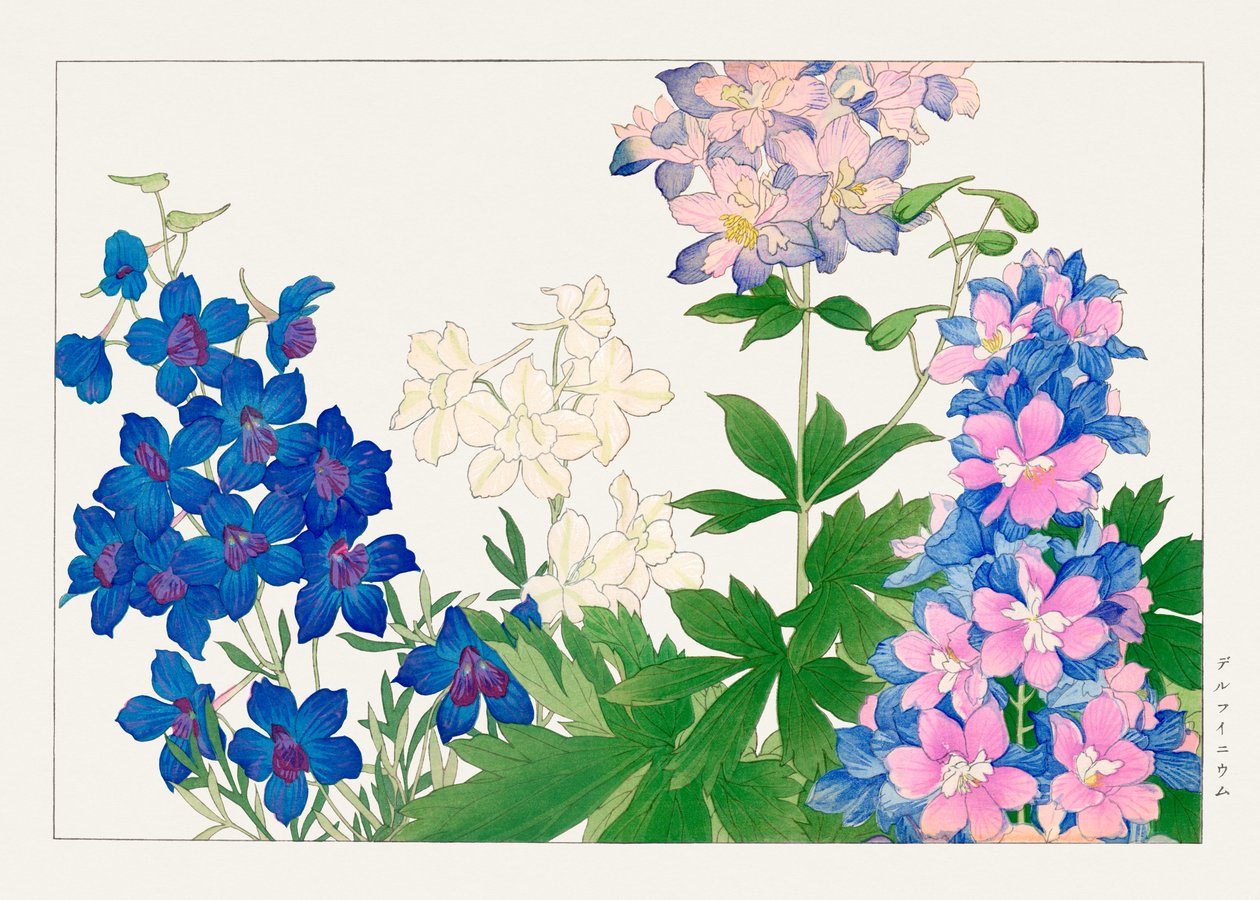 Delphinium blomst fra quot;Seiyou Sokazufuquot; av Tanigami Konan
