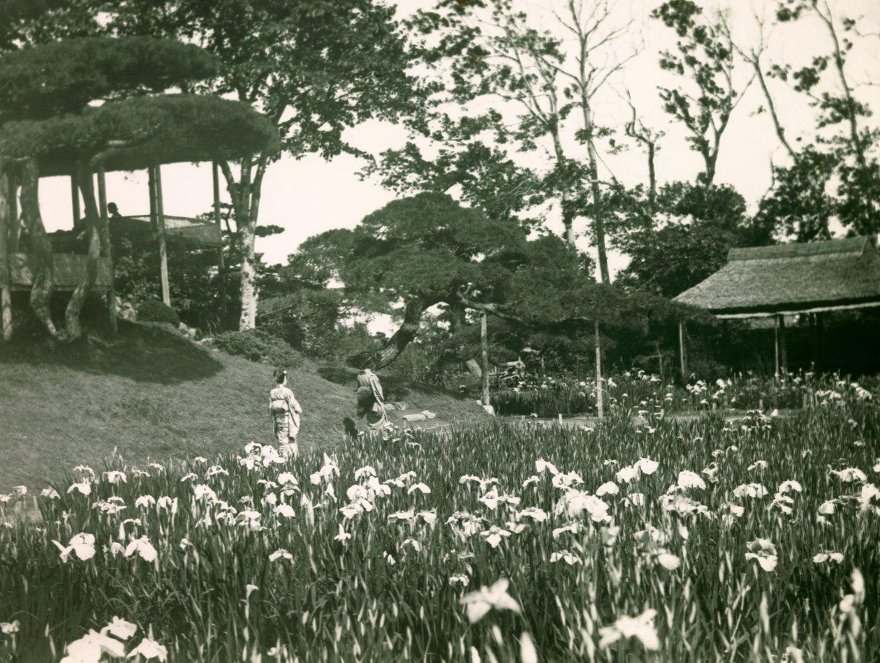 Horikiri Shobuens irishage i Tokyo, ca. 1900–1915 (fotografi) av Teijiro Takagi
