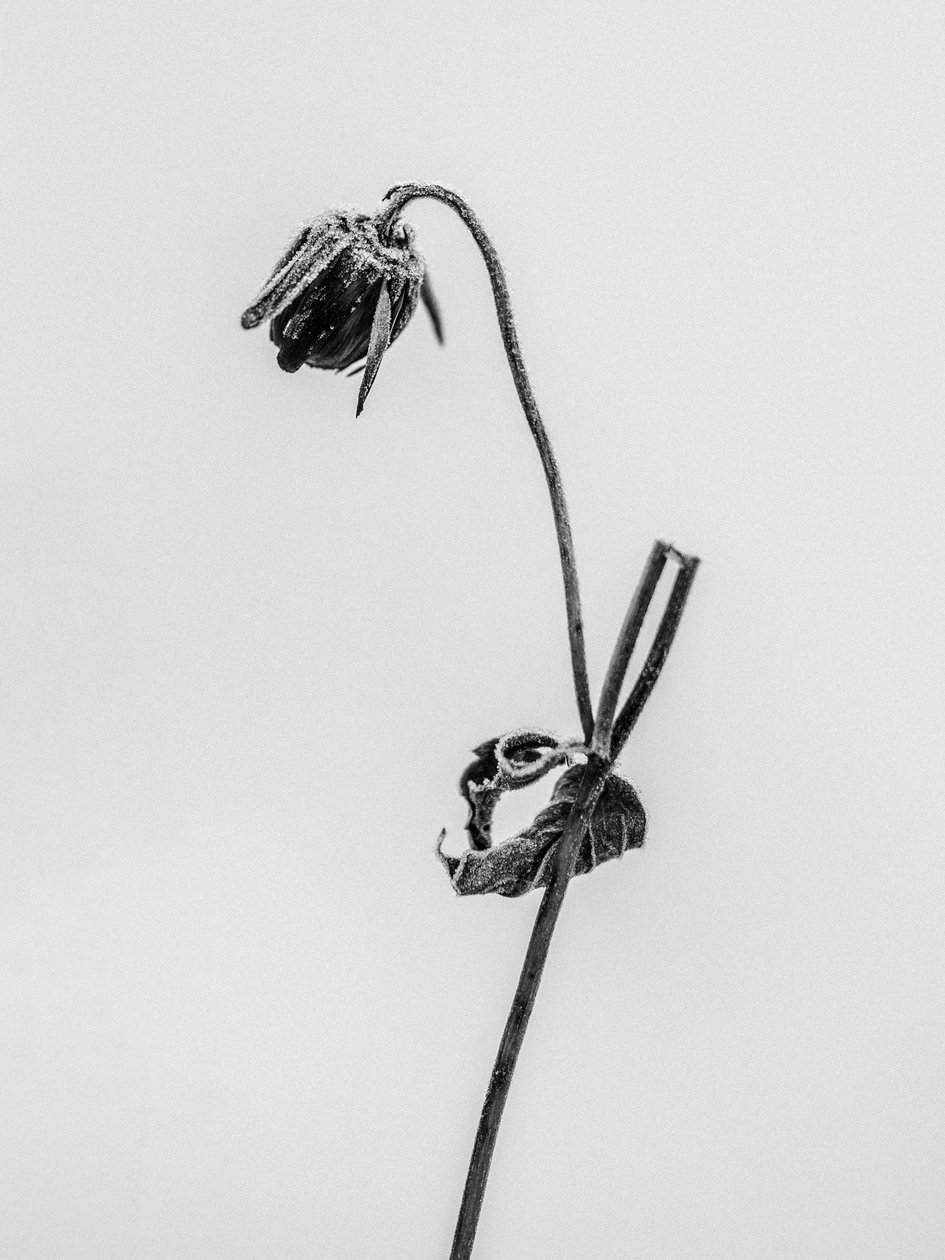 Amid the Flowers 12, 2021 (s/hvitt-bilde) av Teis Albers