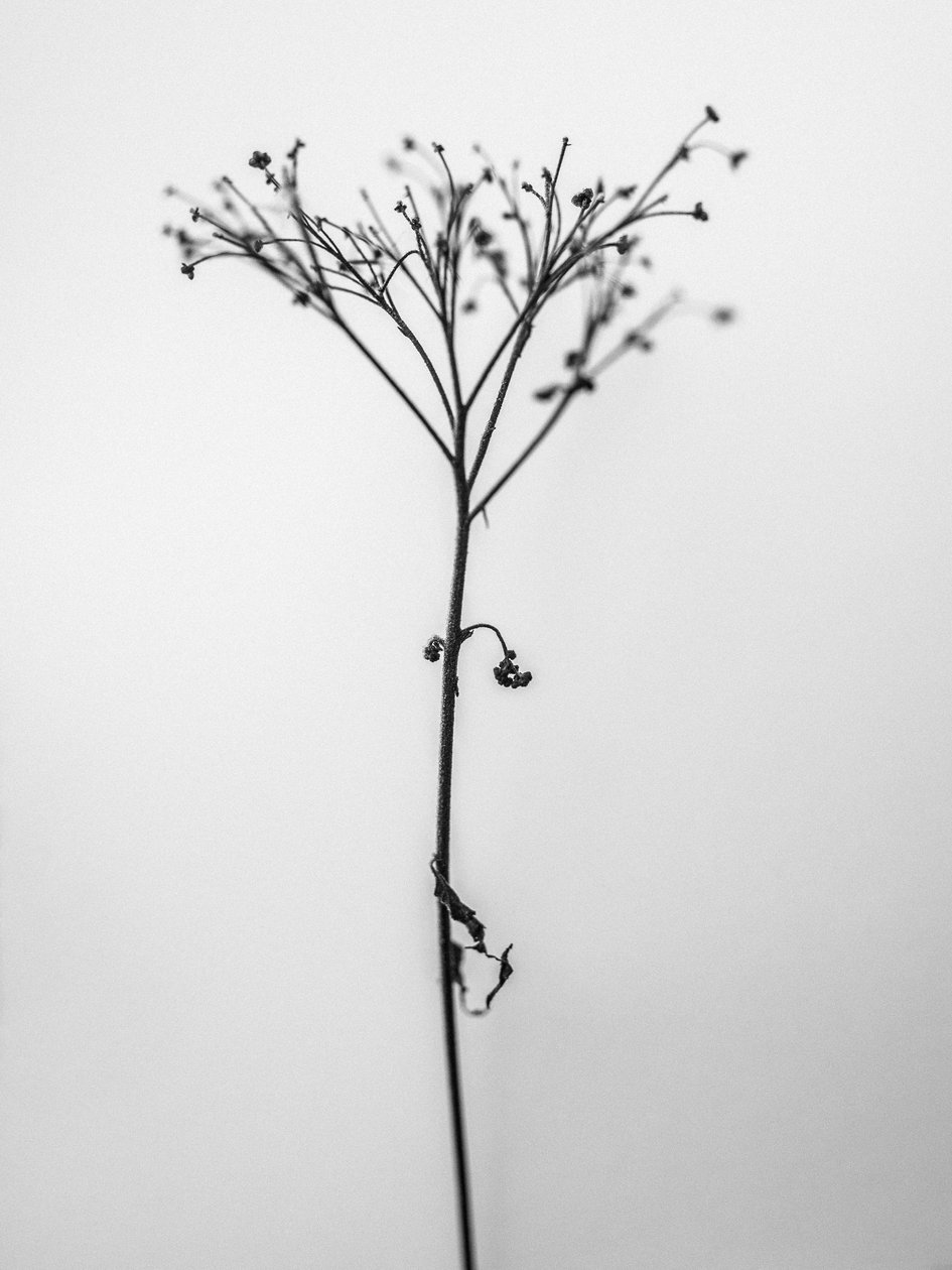 Amid the Flowers 13, 2021 (s/hvitt-bilde) av Teis Albers