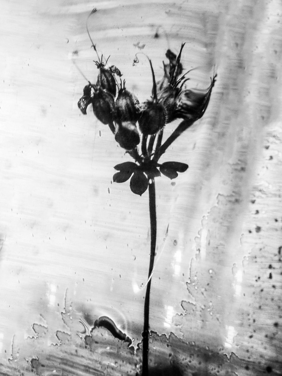 Amid the Flowers 14, 2021 (s/hvitt-bilde) av Teis Albers