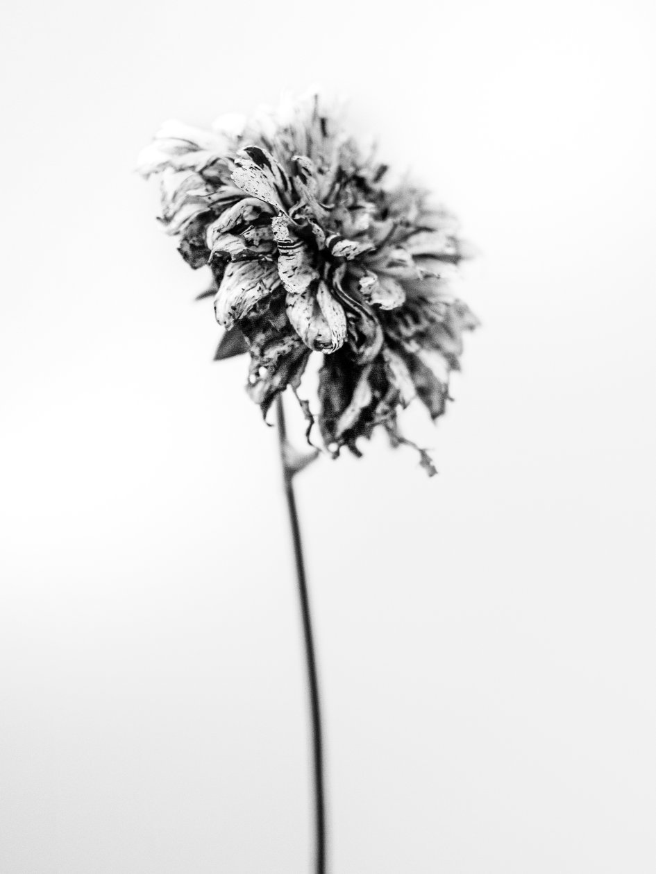Amid the Flowers 17, 2021 (s/hvitt-bilde) av Teis Albers