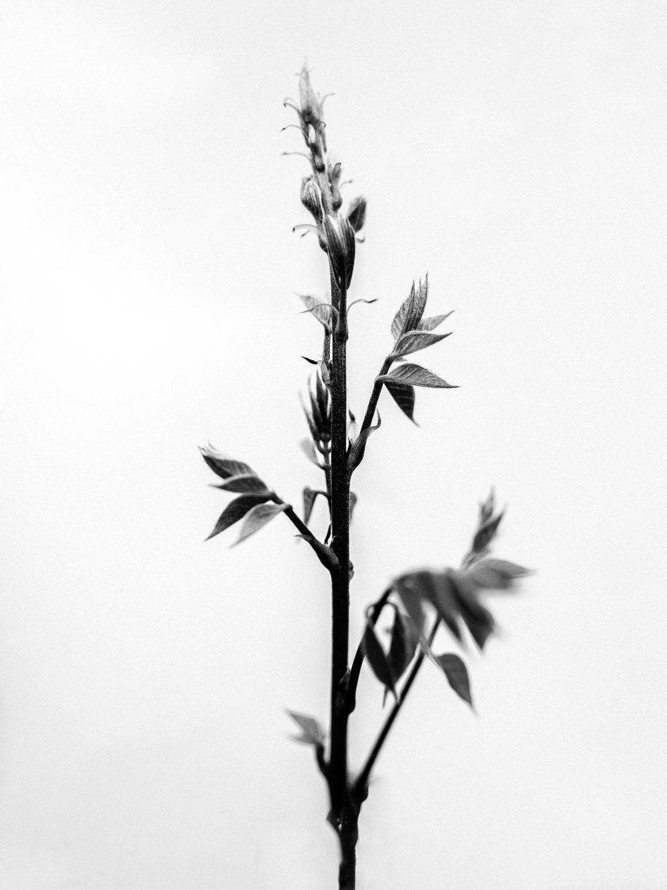 Amid the Flowers 32, 2021 (s/hvitt-bilde) av Teis Albers