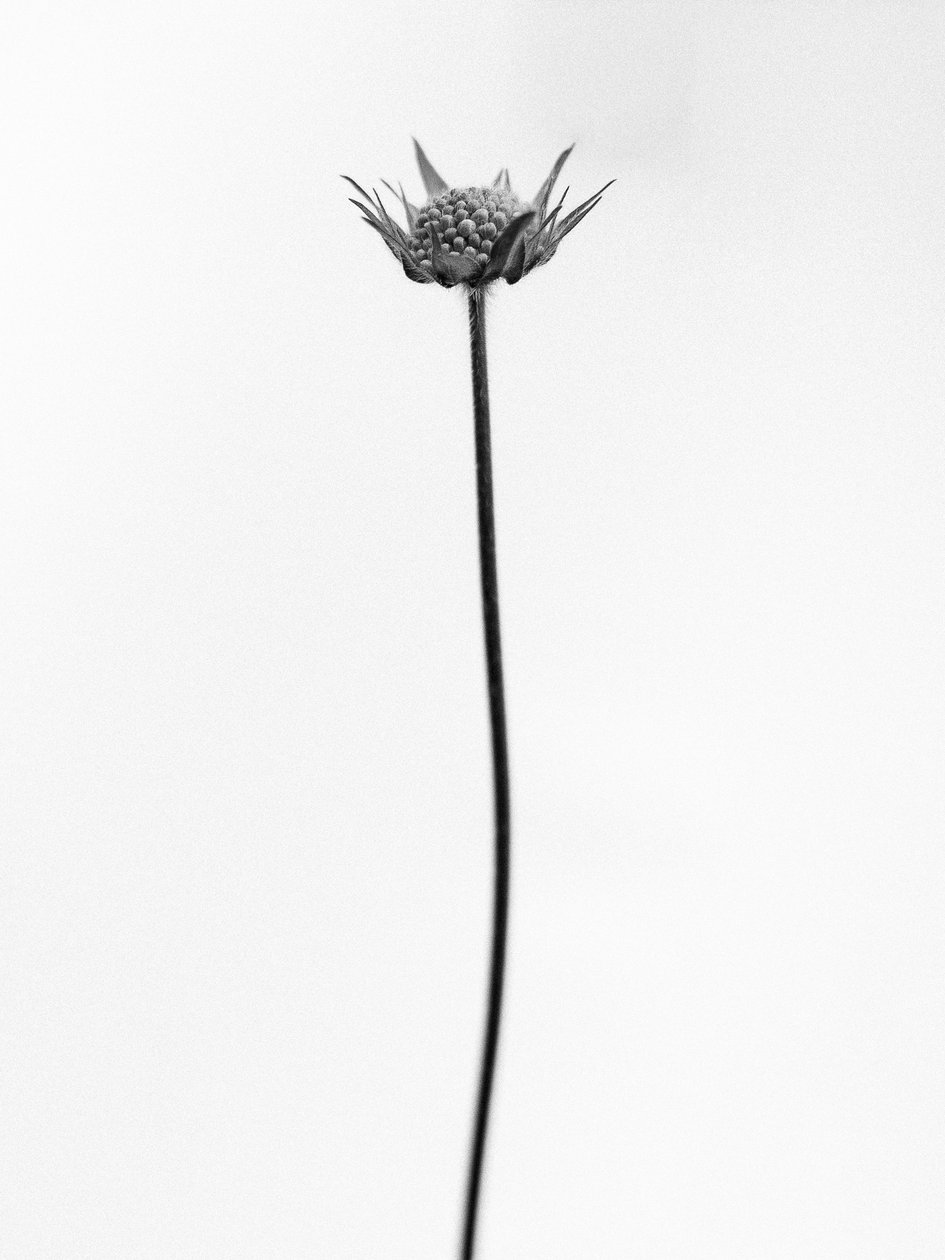 Amid the Flowers 33, 2021 (s/hvitt-bilde) av Teis Albers