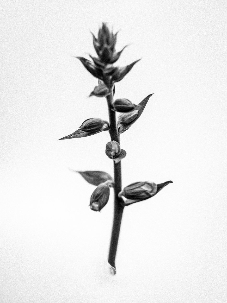 Amid the Flowers 35, 2021 (s/hvitt-bilde) av Teis Albers