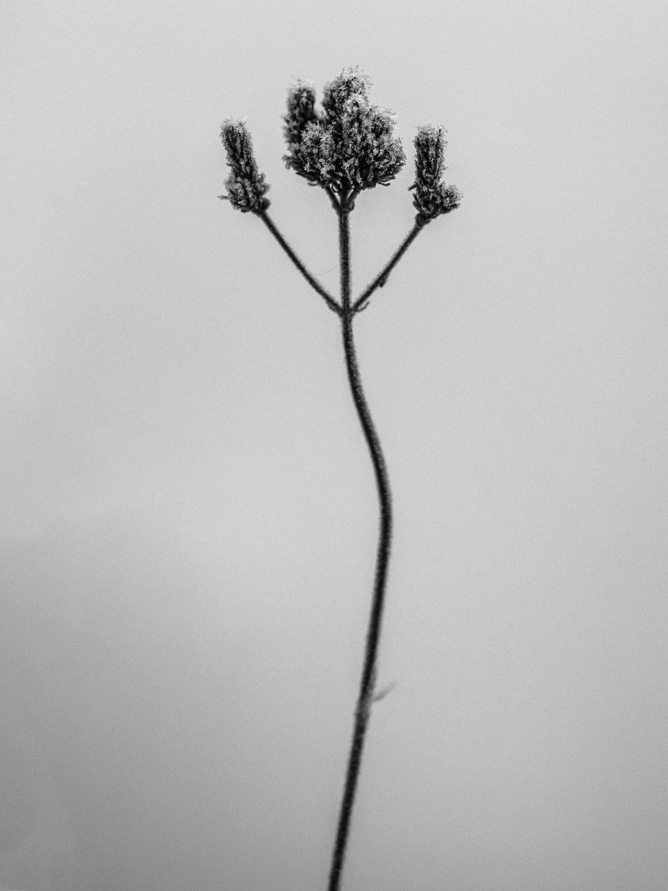 Amid the Flowers 3, 2021 (b/w photo)   1314974   no       norwegian Successfully Translated  Original: Fondslijst van J. Hetzel & Cie te Parijs Etrennes 1878 (title on object) Translat: Fondslijst van J. Hetzel & Cie te Parijs Etrennes 1878 (title on objec av Teis Albers