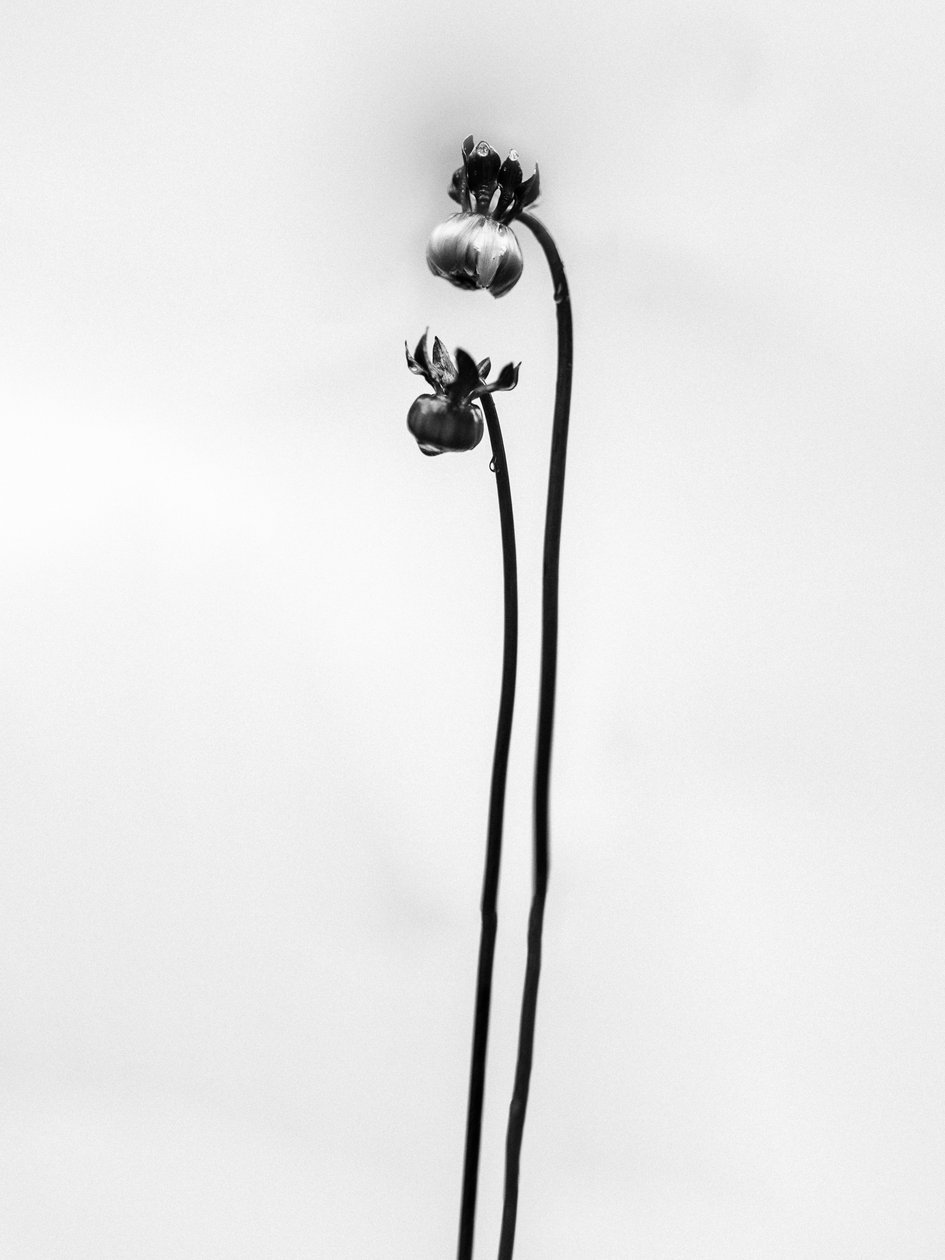 Amid the Flowers 49, 2021 (s/hvitt-bilde) av Teis Albers