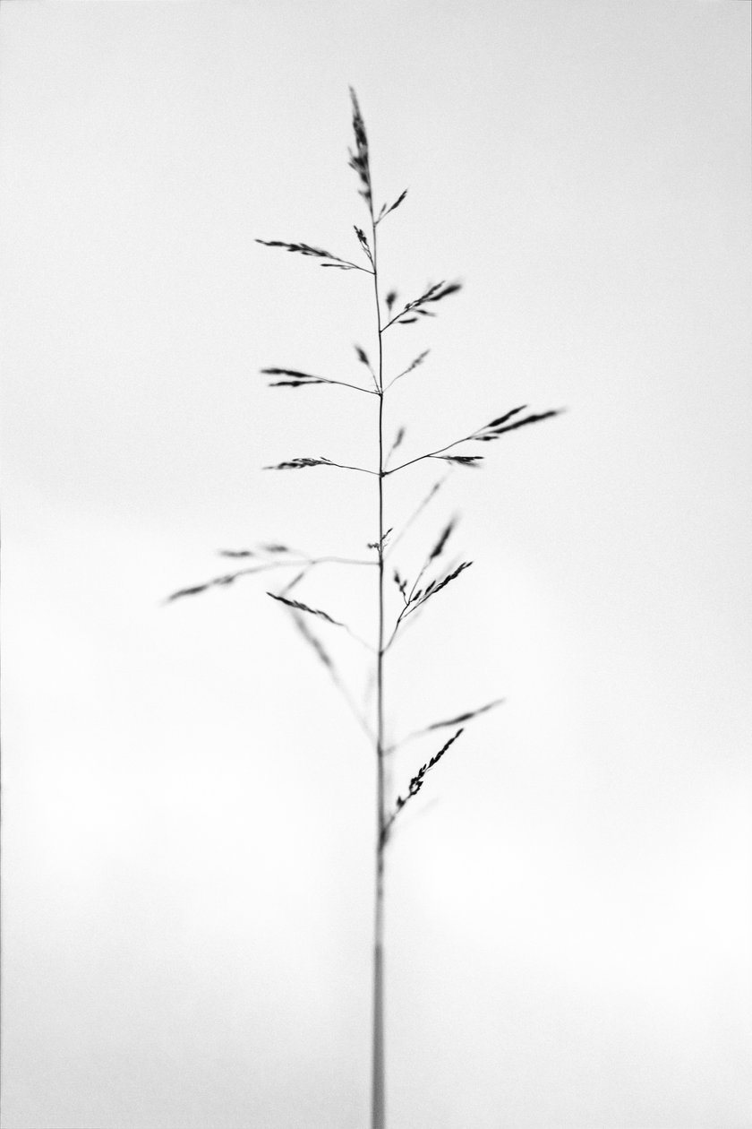 Amid the Flowers 51, 2021 (s/hvitt-bilde) av Teis Albers