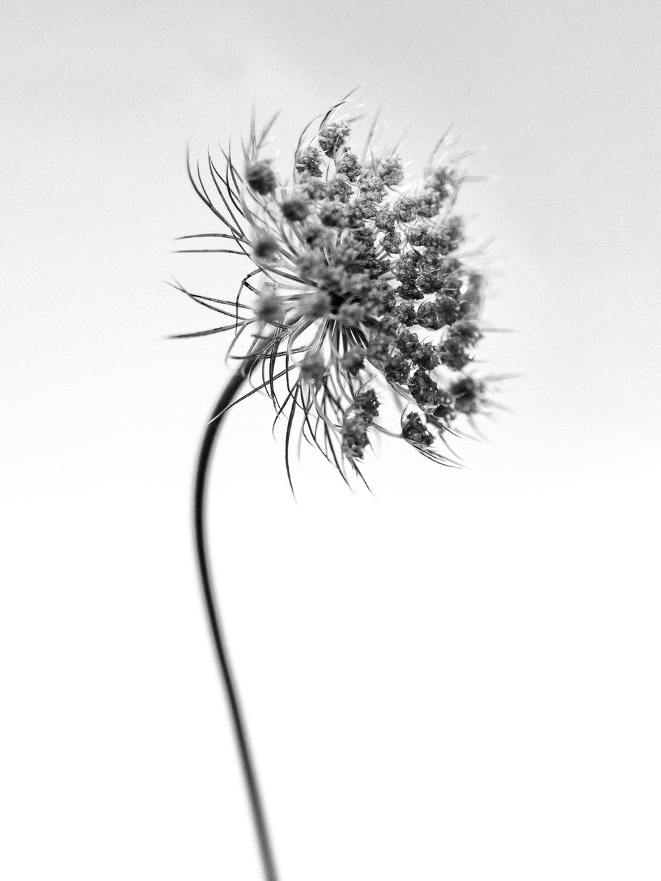 Amid the Flowers 52, 2021 (s/hvitt-bilde) av Teis Albers