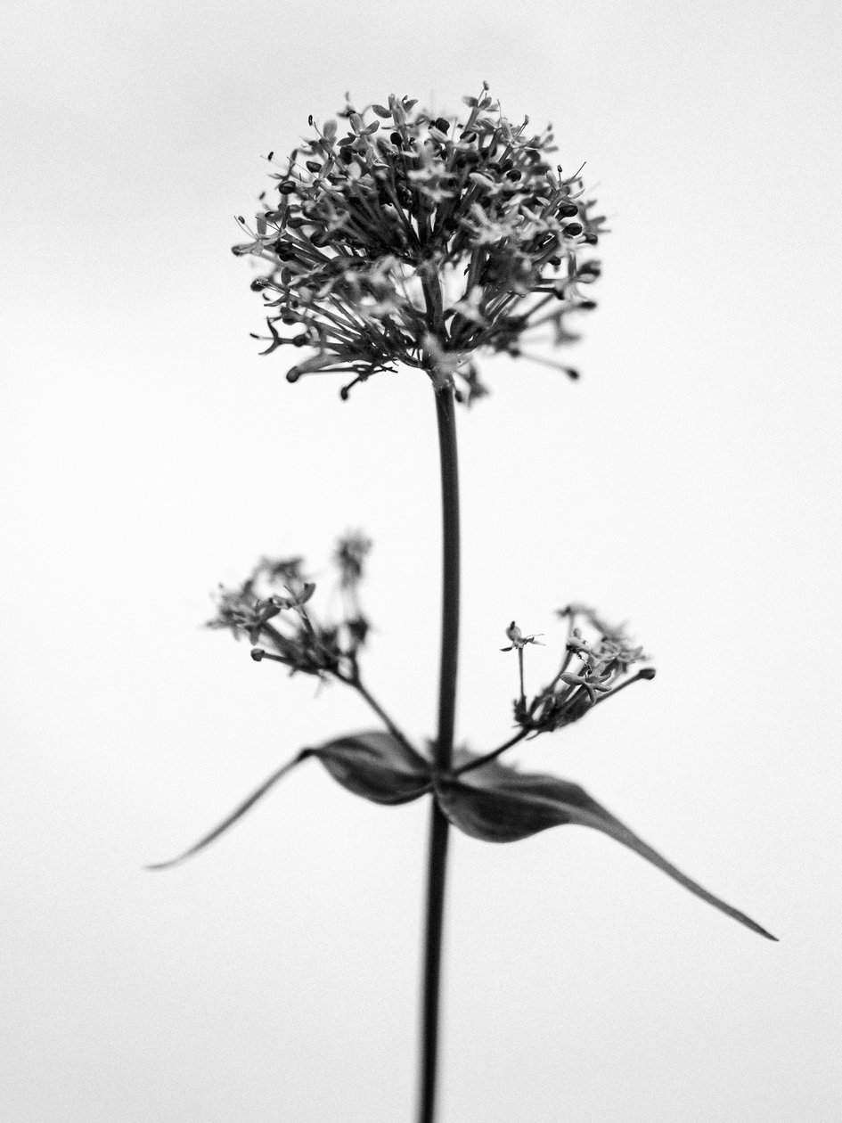 Amid the Flowers 53, 2021 (s/hvitt-bilde) av Teis Albers
